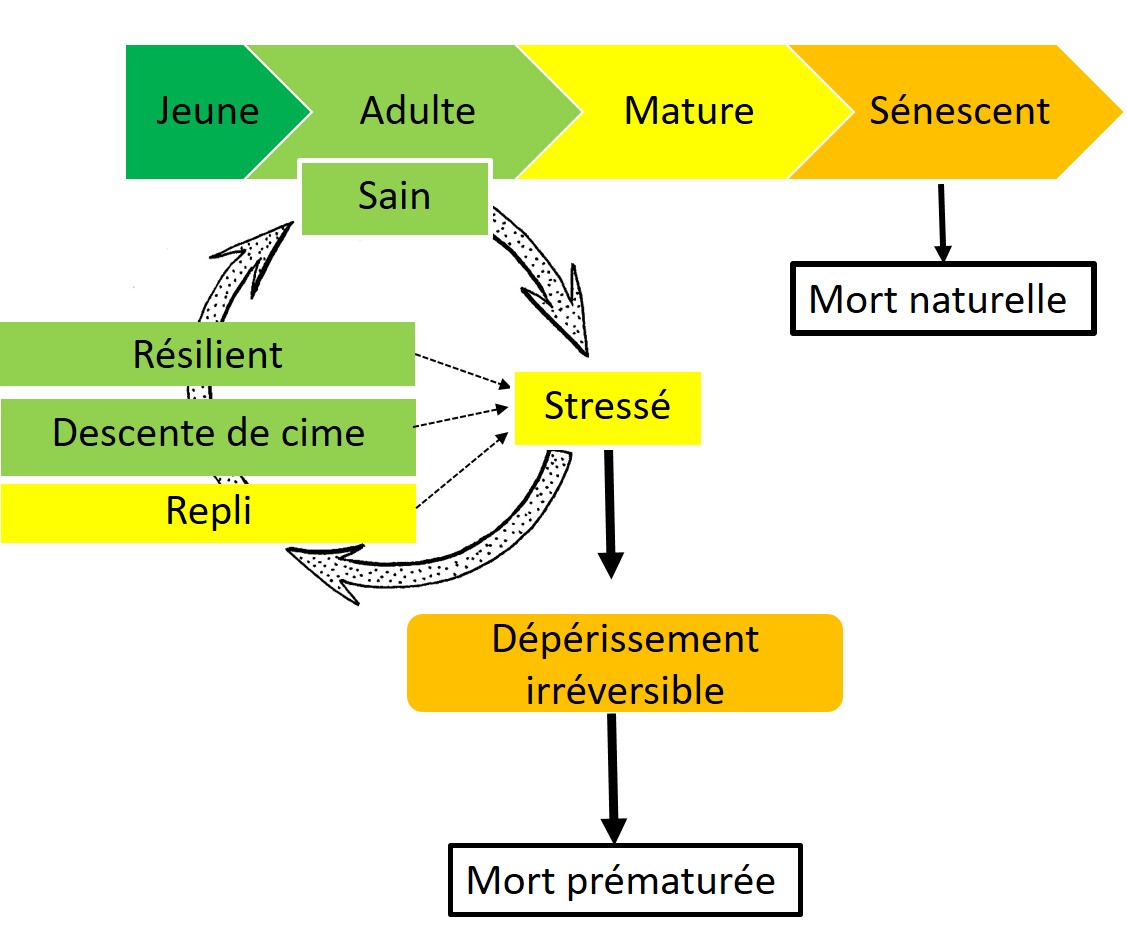 Double diagnostic de la méthode ARCHI