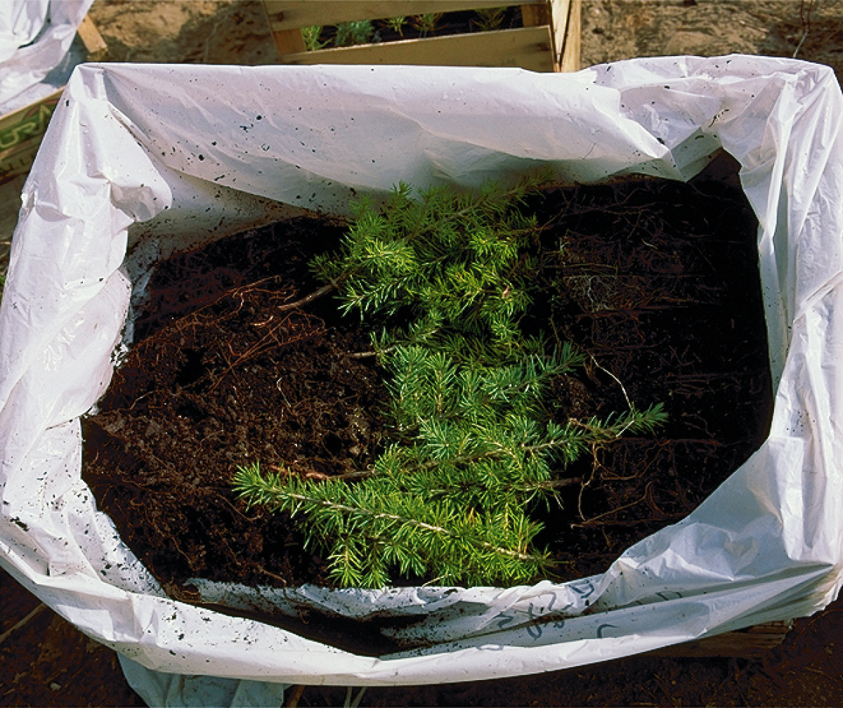 Emballage de plants de pin laricio