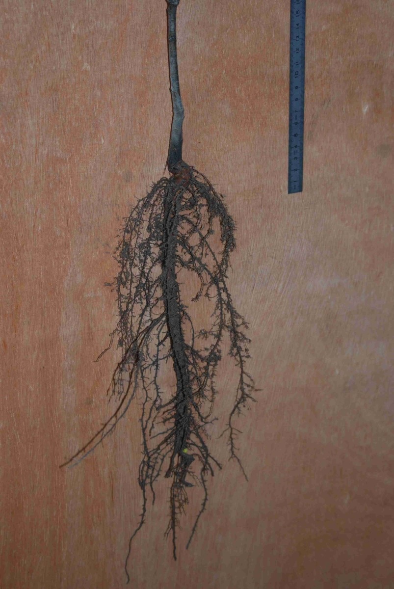 Système racinaire d'un plant de chêne sans défaut