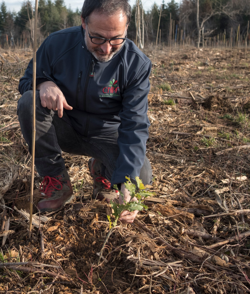 Observation d'un plant de chêne pubescent après la mise en terre. Photo Sylvain Gaudin © CNPF