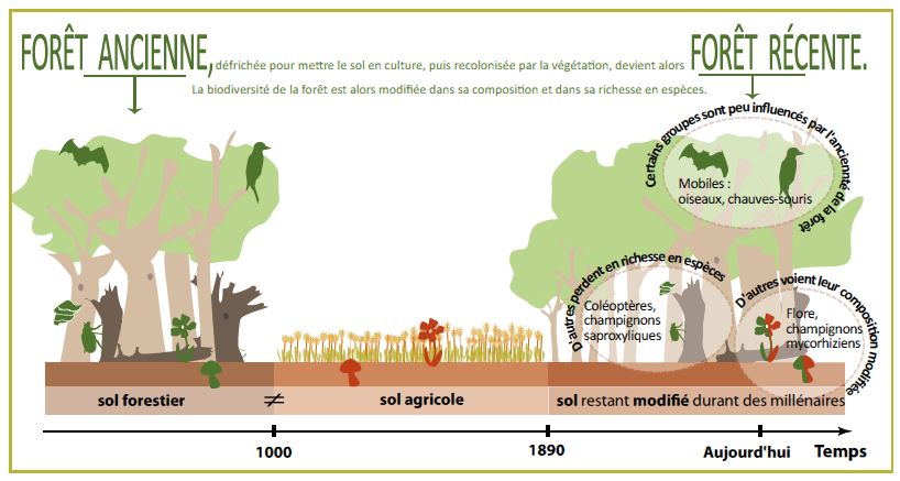 Forêt ancienne VS forêt récent