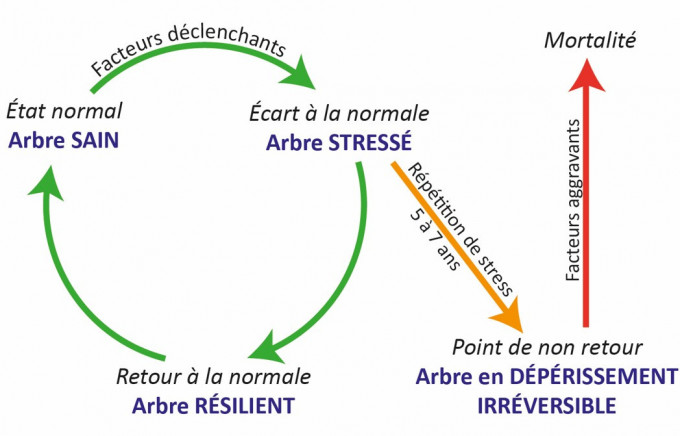 Dépérissement et comportement cyclique des arbres - Schéma Grégory Sajdak