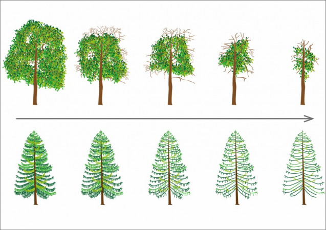 Vision linéaire classique du dépérissement des arbres - Schéma Grégory Sajdak