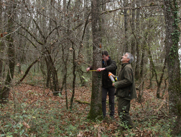 Essai de détourage sur chêne pubescent. Photo Jérôme Rosa © CNPF