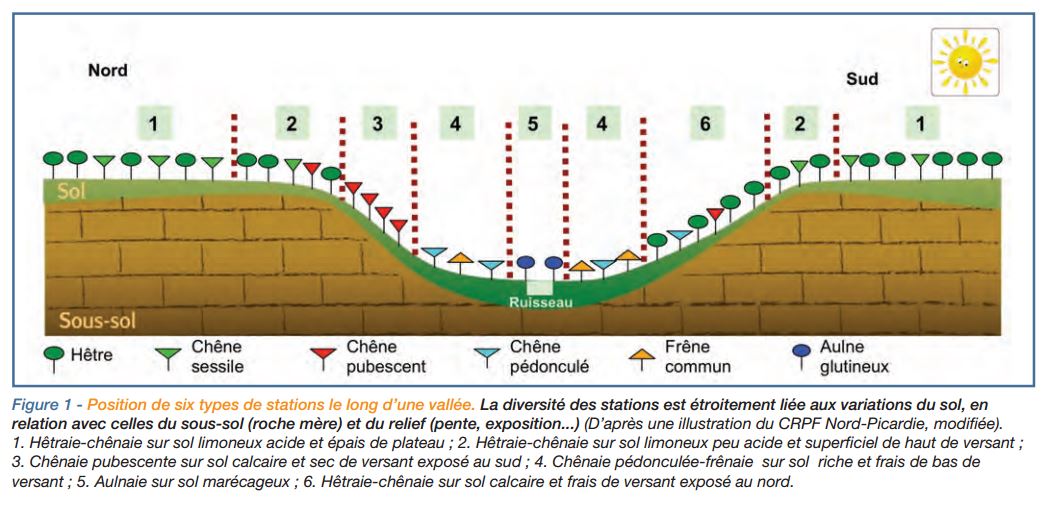 6 types de stations forestières le long d'une vallée - Forêt-entreprise n°228