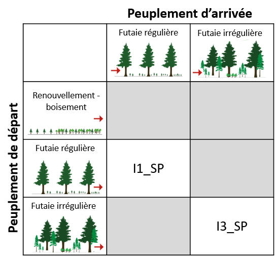 Itinéraires sapins pectiné et Nordmann