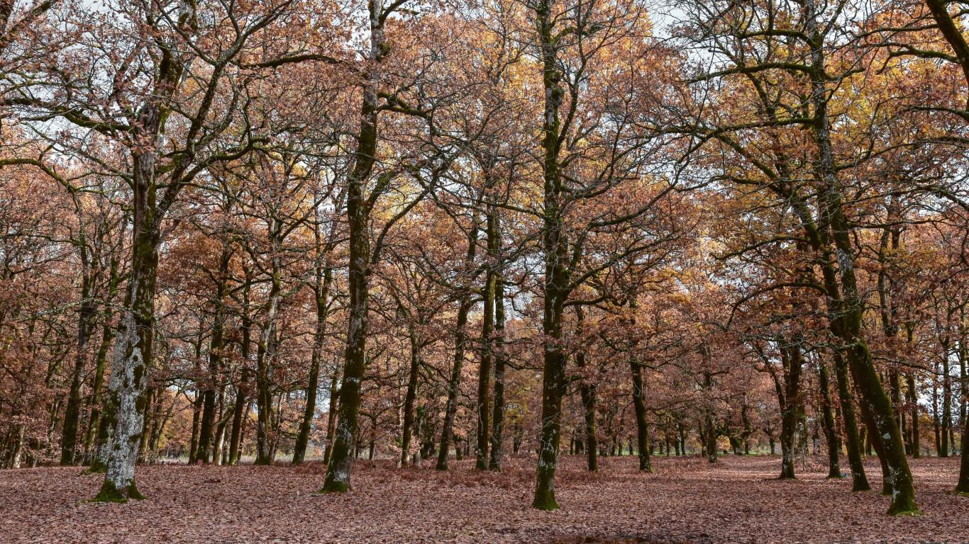 Forêt de Chênes de Hongrie (Quercus frainetto) située à Folóï en Grêce