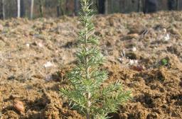 Plant de cèdre - Philippe Van Lerberghe © CNPF