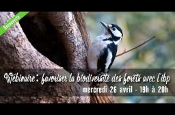 webinaire IBP