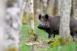 Sanglier © Comité des Forêts