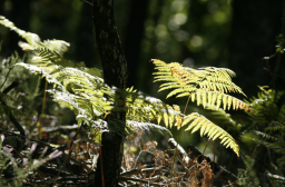 Module 4 - Réussir une plantation malgré la concurrence de la fougère aigle ou de la molinie