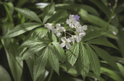 Flore des forêts des plaines et collines