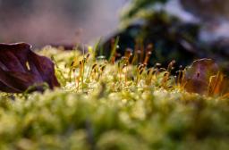 botanique Photo Grégory Sajdak © CNPF