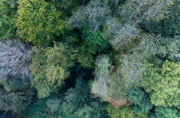 risques sanitaires Photo  © CNPF