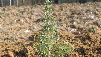 Plant de cèdre - Philippe Van Lerberghe © CNPF