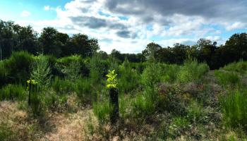 plantation  S. Gaudin © CNPF