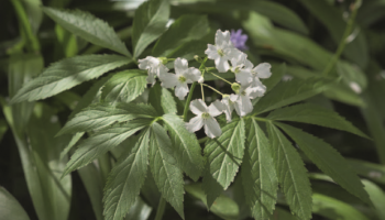 Flore des forêts des plaines et collines