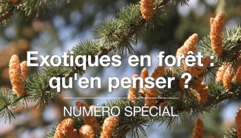 Couverture de Forêt-entreprise n°265