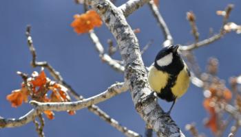 Mésange - Photo Michel Bartoli © Photothèque CNPF