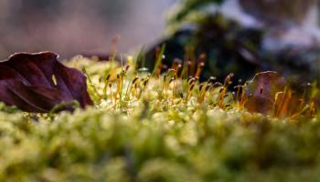 botanique Photo Grégory Sajdak © CNPF