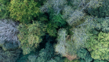 risques sanitaires Photo  © CNPF