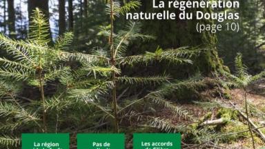 Bois et Forêts de Nouvelle-Aquitaine n°5
