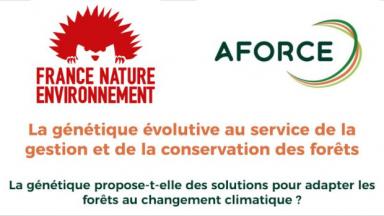 La génétique propose-t-elle des solutions pour adapter les forêts au changement climatique ?