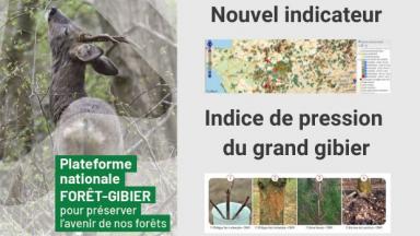 Plateforme nationale forêt-gibier : nouvel indicateur de pression des ongulés