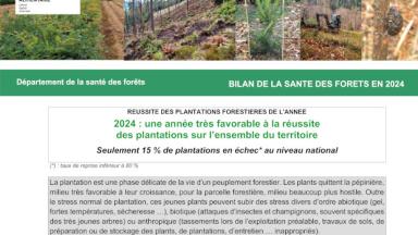 Bilan des plantations 2024 du DSF