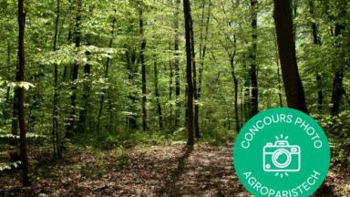 © AgroParisTech / Forêt de Brin-sur-Seille, près de Nancy