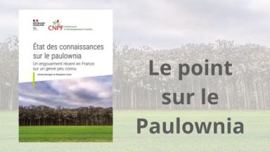 Paulownias : que peut-on vraiment en attendre ?