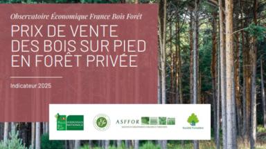 Indicateur 2025 des prix de vente des bois sur pied en forêt privée