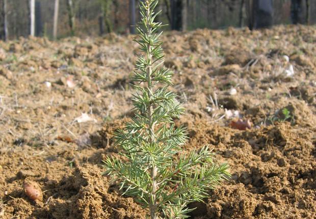 Plant de cèdre - Philippe Van Lerberghe © CNPF