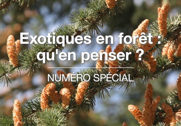 Forêt-entreprise n°265 - Faut-il avoir peur des essences exotiques en forêt ?