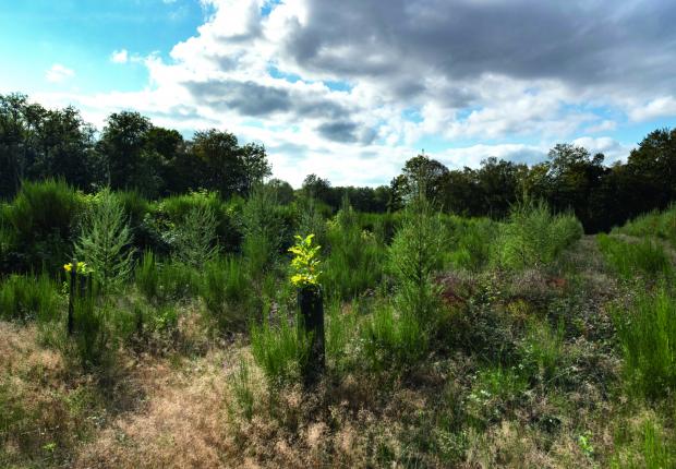 plantation  S. Gaudin © CNPF