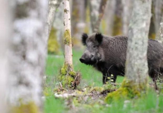 Sanglier © Comité des Forêts