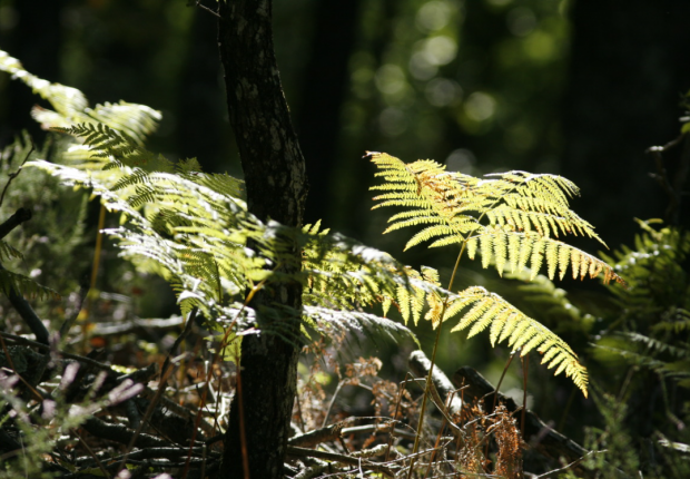 Module 4 - Réussir une plantation malgré la concurrence de la fougère aigle ou de la molinie