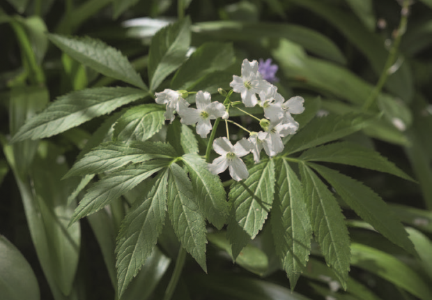 Flore des forêts des plaines et collines