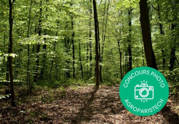 © AgroParisTech / Forêt de Brin-sur-Seille, près de Nancy