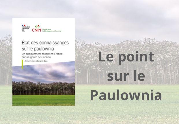 Paulownias : que peut-on vraiment en attendre ?