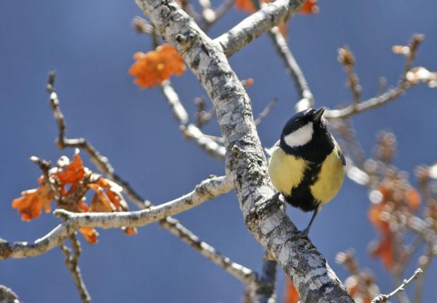Mésange - Photo Michel Bartoli © Photothèque CNPF
