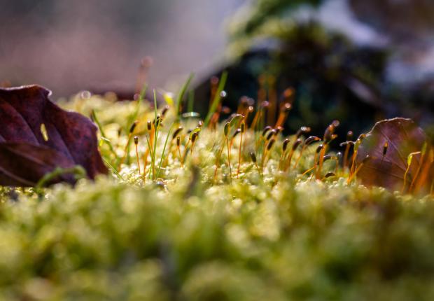 botanique Photo Grégory Sajdak © CNPF