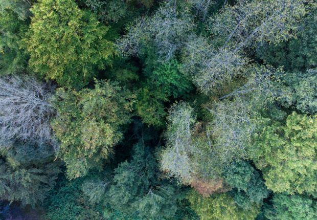 risques sanitaires Photo  © CNPF