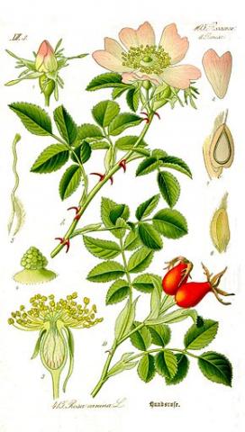 plante famille des rosaceae