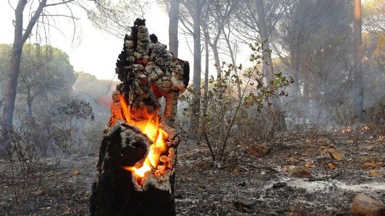 Incendie Gonfaron 2021 - Anthony Cubaye © CNPF