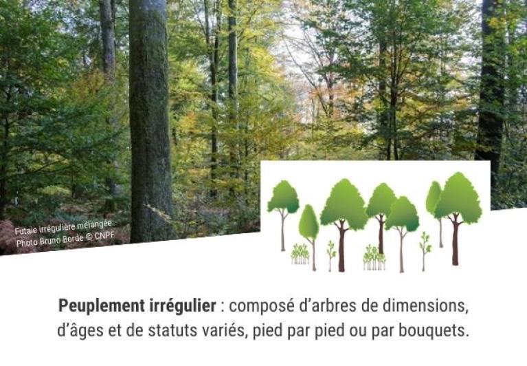 Description d'un peuplement irrégulier